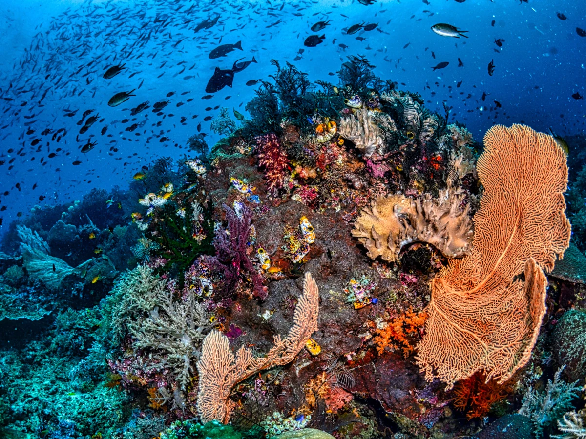bunaken-plongee