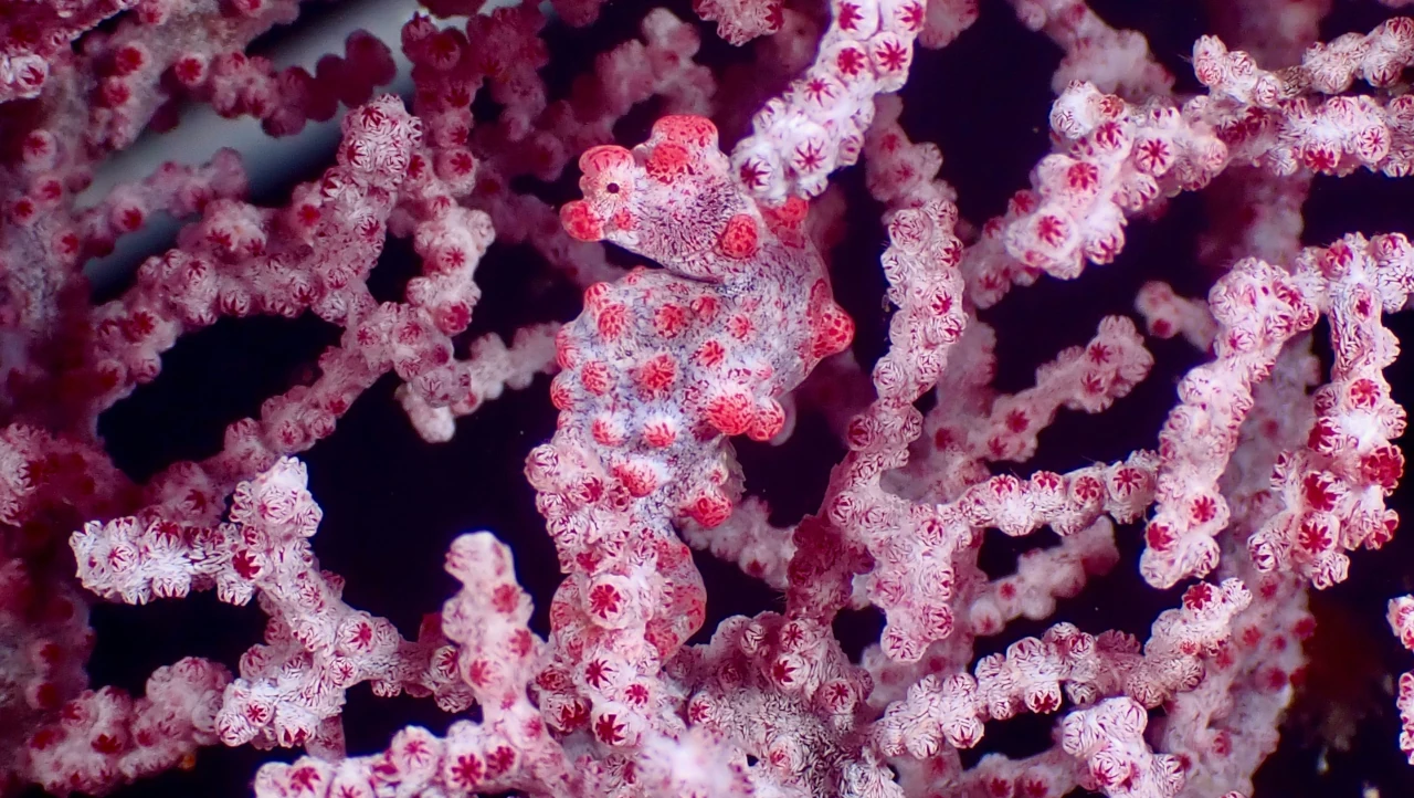 seahorse